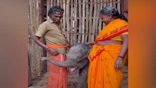 Bomman, Bellie heartbroken as baby elephant raised by Elephant Whisperers for 15 days, dies