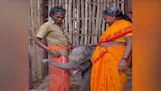 Bomman, Bellie heartbroken as baby elephant raised by Elephant Whisperers for 15 days, dies