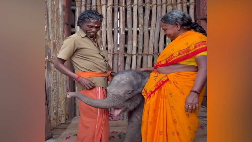 Bomman, Bellie heartbroken as baby elephant raised by Elephant Whisperers for 15 days, dies