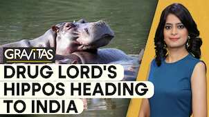 Gravitas: Colombia's mission to relocate 70 hippos