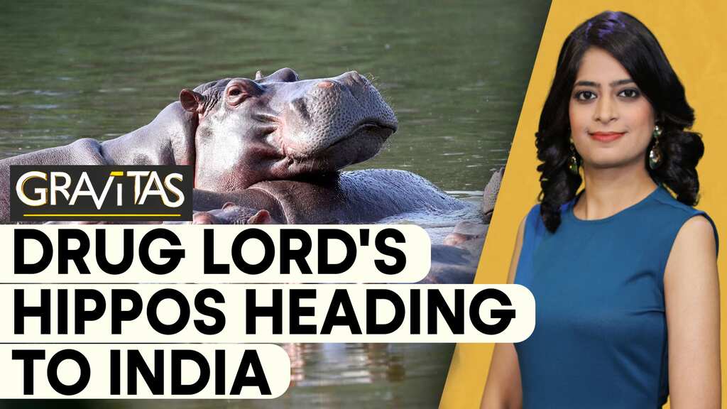 Gravitas: Colombia's mission to relocate 70 hippos