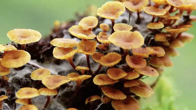 Indian man is world’s first person to contract plant fungus infection Indian man is world’s first person to contract plant fungus infection