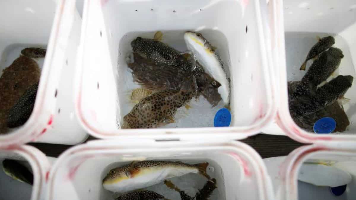 Malaysian woman dies, husband critical after consuming toxic pufferfish delicacy Malaysian woman dies, husband critical after consuming toxic pufferfish delicacy