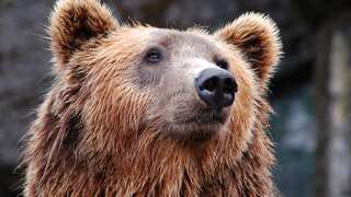 Japanese bear meat vending machine becomes huge hit