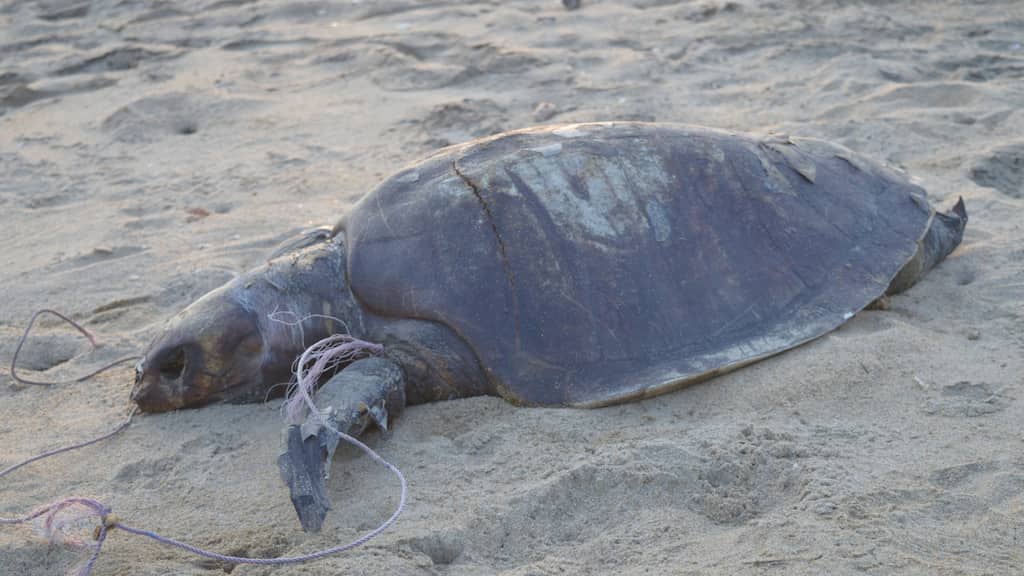 Australia seizes boxes of dead turtles, frog legs in raid