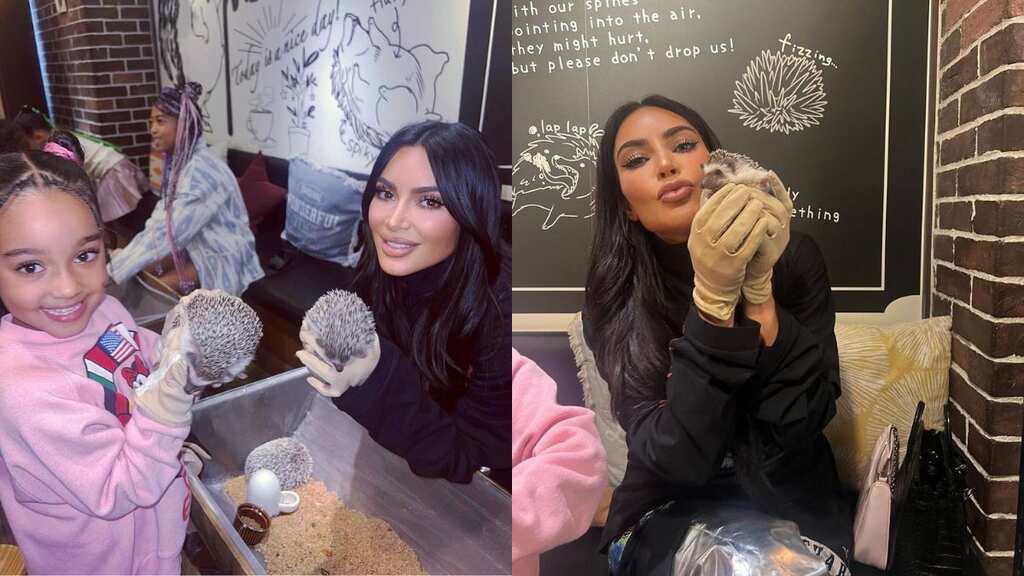 Kim Kardashian feeds hedgehogs in Tokyo cafe with daughters North, Chicago; see viral videos