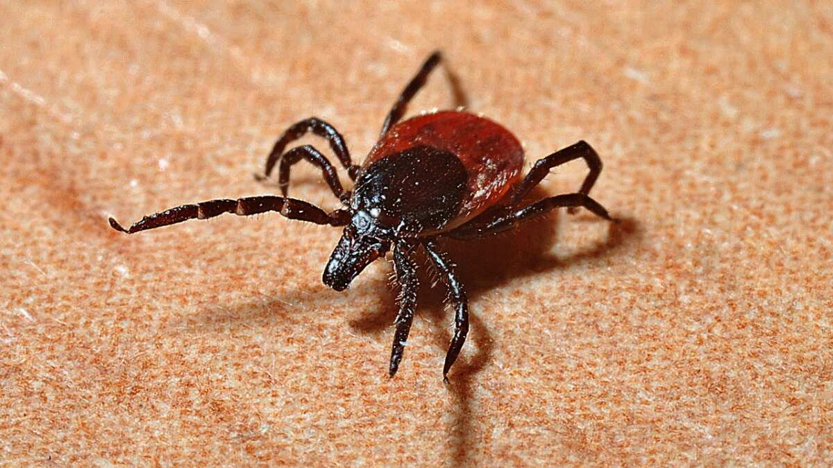 Health warning over tick virus in UK. Here’s what we know so far Health warning over tick virus in UK. Here’s what we know so far