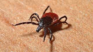 Health warning over tick virus in UK. Here’s what we know so far