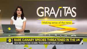 Gravitas: Rare canary species threatened in the UK