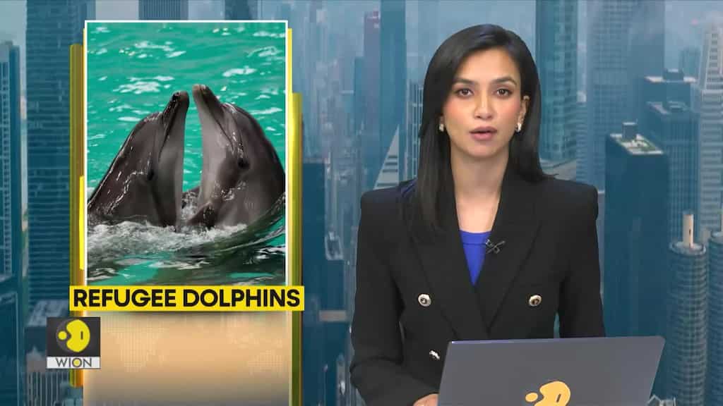 Massive sperm whale dies after beaching itself on Bali beach