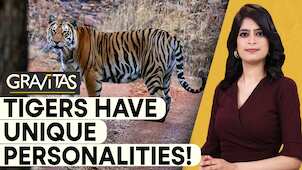 Gravitas | 'Majestic' or 'Steady': Different personalities of Tigers