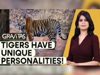 Gravitas | 'Majestic' or 'Steady': Different personalities of Tigers