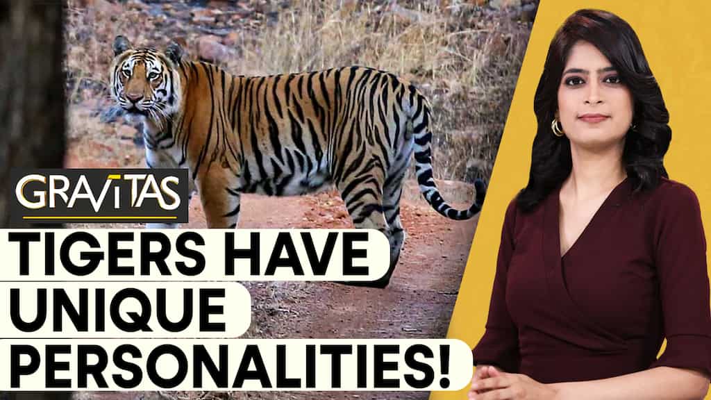 Gravitas | 'Majestic' or 'Steady': Different personalities of Tigers
