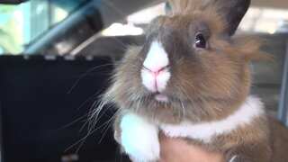 Bunny with a badge! Rabbit at K9 unit supports mental health of California police officers