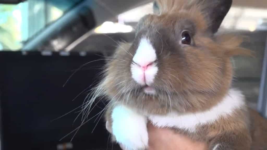 Bunny with a badge! Rabbit at K9 unit supports mental health of California police officers