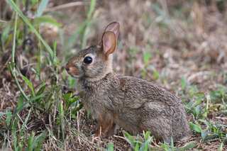 This Easter, New Zealand mulls unleashing deadly virus for culling rabbits to curb ‘plague’