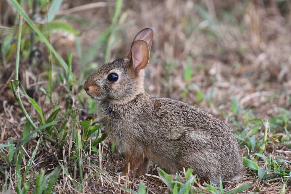 This Easter, New Zealand mulls unleashing deadly virus for culling rabbits to curb ‘plague’