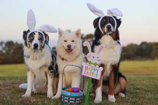 Happy Easter Sunday 2023: Send messages, wishes, greetings, quotes, images, WhatsApp status to your loved ones