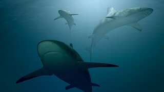 Experts advocate for removing shark nets from Australia’s beaches permanently