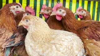 Chinese man jailed for scaring neighbour’s over 1100 chickens to death due to feud