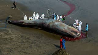 Another day, another carcass | In Bali, massive 'sickly' whale beaches itself, dies; third case this month