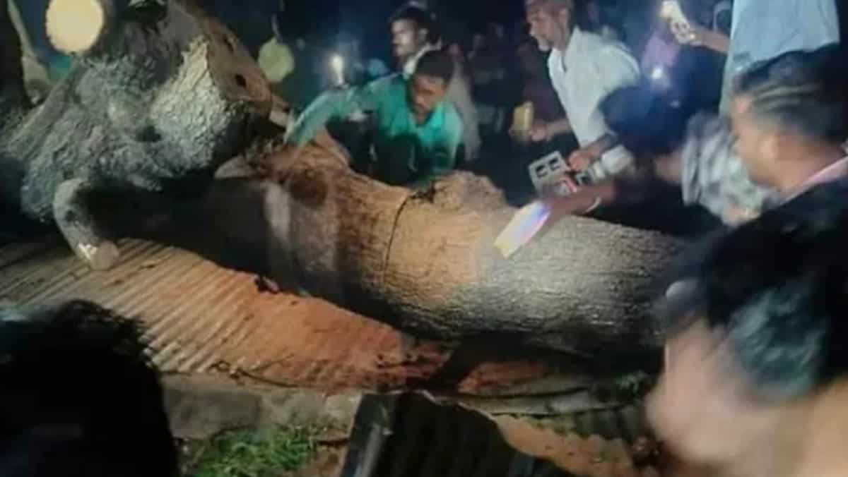 Heavy storm in Maharashtra uproots giant tree, 7 killed and 5 injured