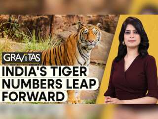 Gravitas: India now has over 3,167 Tigers
