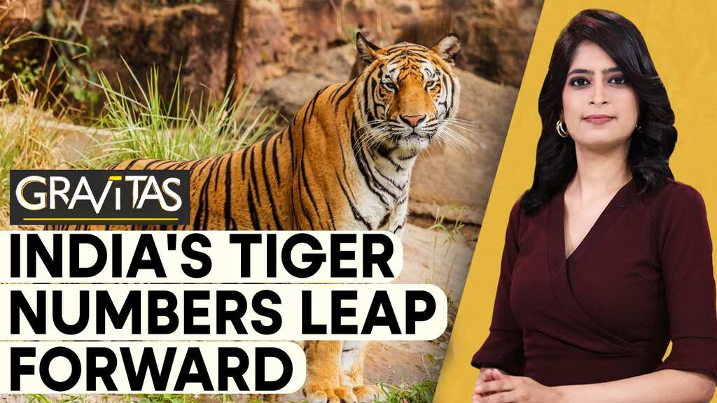 Gravitas: India now has over 3,167 Tigers