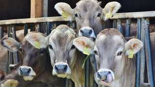 Buffalo urine has far better antibacterial activity than cow urine, study says
