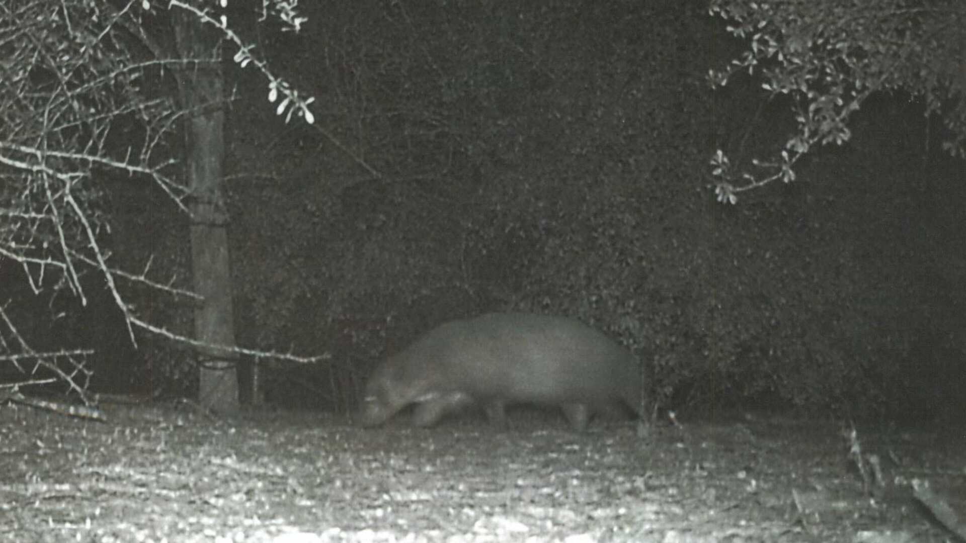 Caught on camera! 'Mystery' animal wanders around Texas state park, leaves internet baffled