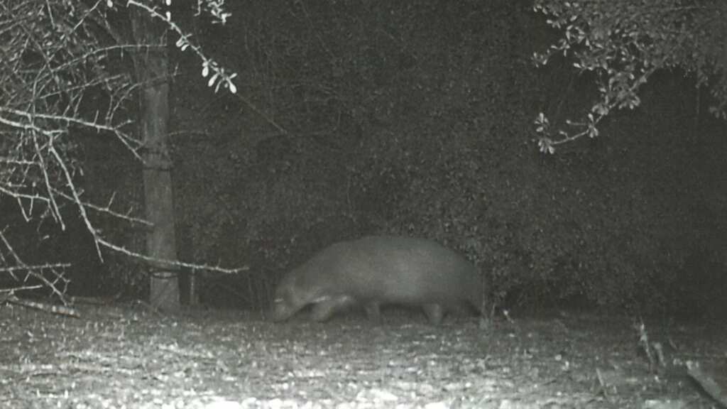 Caught on camera! 'Mystery' animal wanders around Texas state park, leaves internet baffled