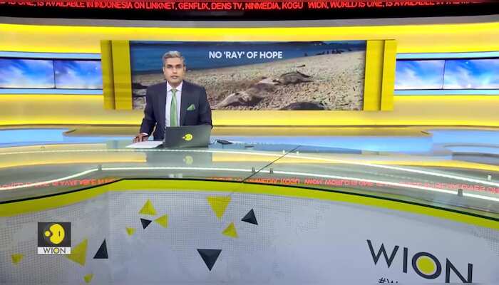 Dozens of dead stingrays found on Brazil beach