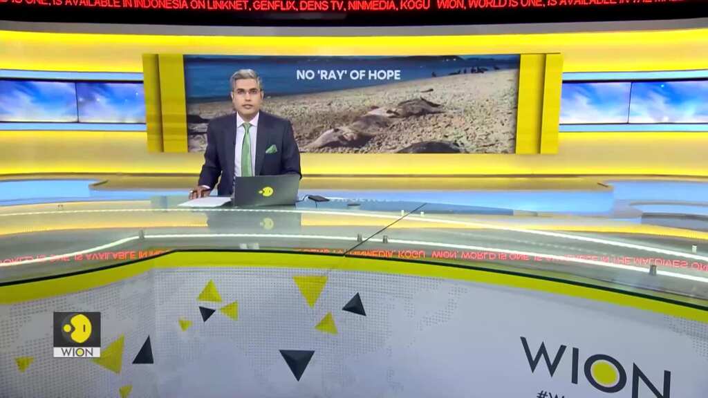 Dozens of dead stingrays found on Brazil beach