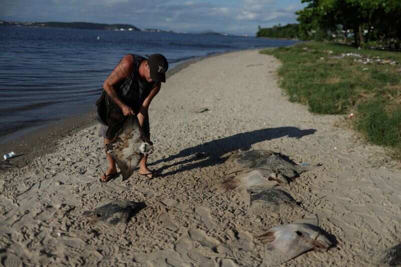 Several dead stingrays found on Brazil beach, environmentalists dig into its root cause