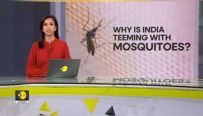 Climate change key reason for rise in mosquitoes: Study