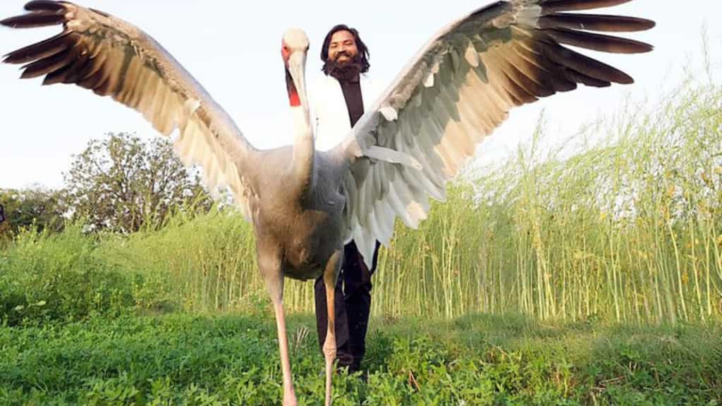 Watch | Sarus crane jumps inside cage after seeing his human friend