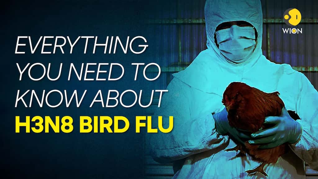 H3N8 bird flu: Everything you need to know about the virus
