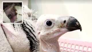 Thailand breeds first red-headed vulture successfully in 30 years