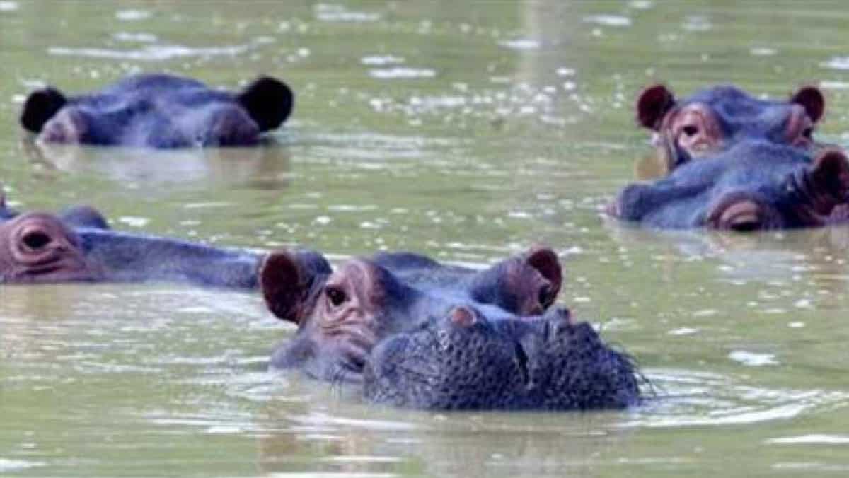 One of Pablo Escobar's ‘cocaine hippos’ gets struck by car, dies One of Pablo Escobar's ‘cocaine hippos’ gets struck by car, dies