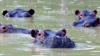 One of Pablo Escobar's ‘cocaine hippos’ gets struck by car, dies