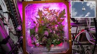 Tomatoes grown, harvested in space to return to Earth