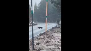 Wolverine spotted in Oregon! Second such sighting in a month