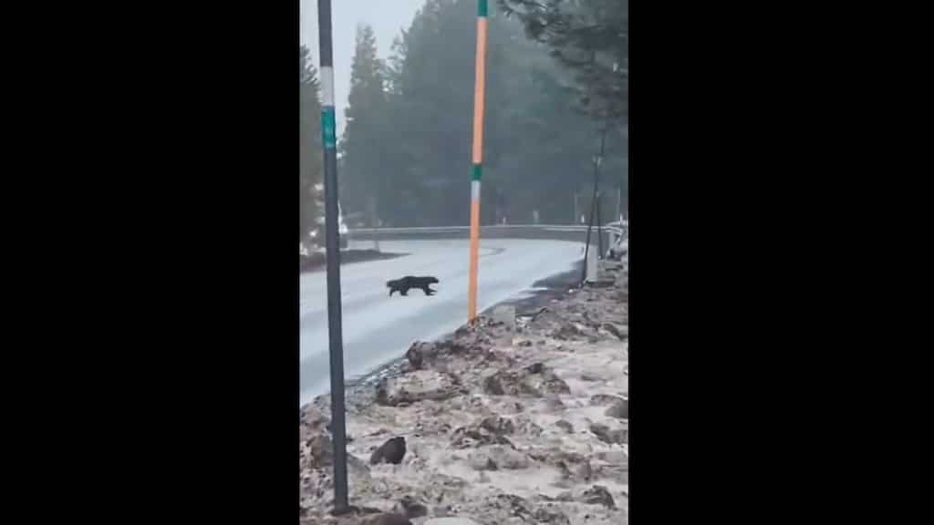 Wolverine spotted in Oregon! Second such sighting in a month