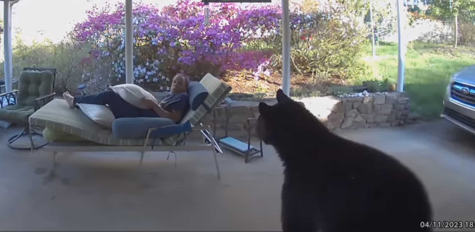 Man in US relaxing outside home comes face-to-face with black bear. Watch what happens next