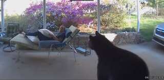 Man in US relaxing outside home comes face-to-face with black bear. Watch what happens next