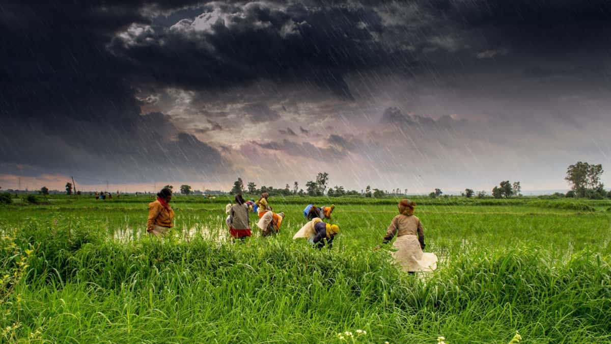 What is Kissan GPT? Here's everything you need to know about the AI chatbot helping farmers earn profits