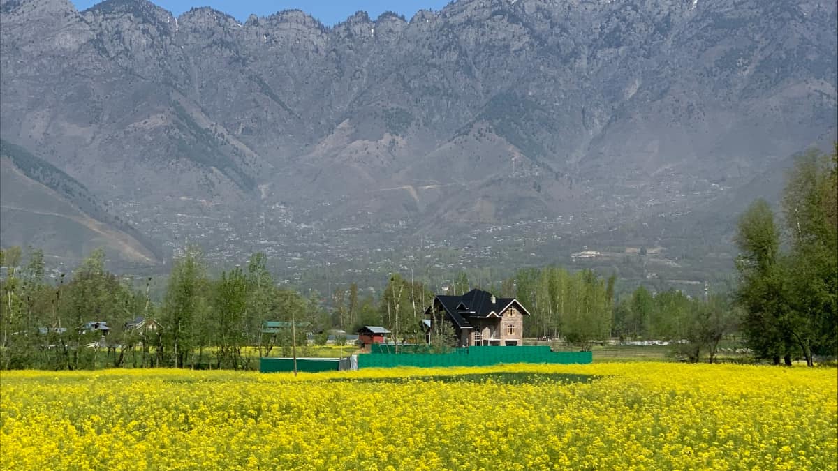 India: Kashmir to produce mustard oil worth $98 million this year, says government