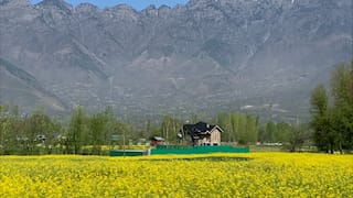 India: Kashmir to produce mustard oil worth $98 million this year, says government