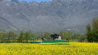 India: Kashmir to produce mustard oil worth $98 million this year, says government