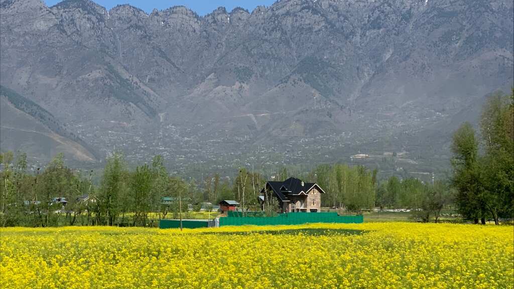 India: Kashmir to produce mustard oil worth $98 million this year, says government